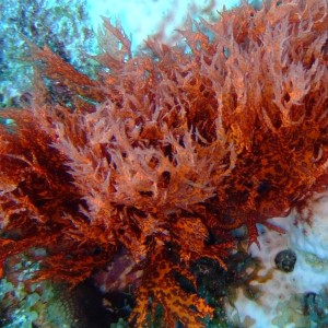يسلط الباحثون الضوء على التأثير الذي تُحدثه الطحالب على مجتمعات الشعاب المرجانية